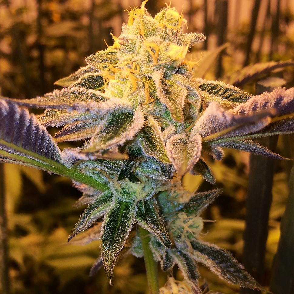 Семена каннабиса  Girl Scout Cookies feminised Ganja Seeds