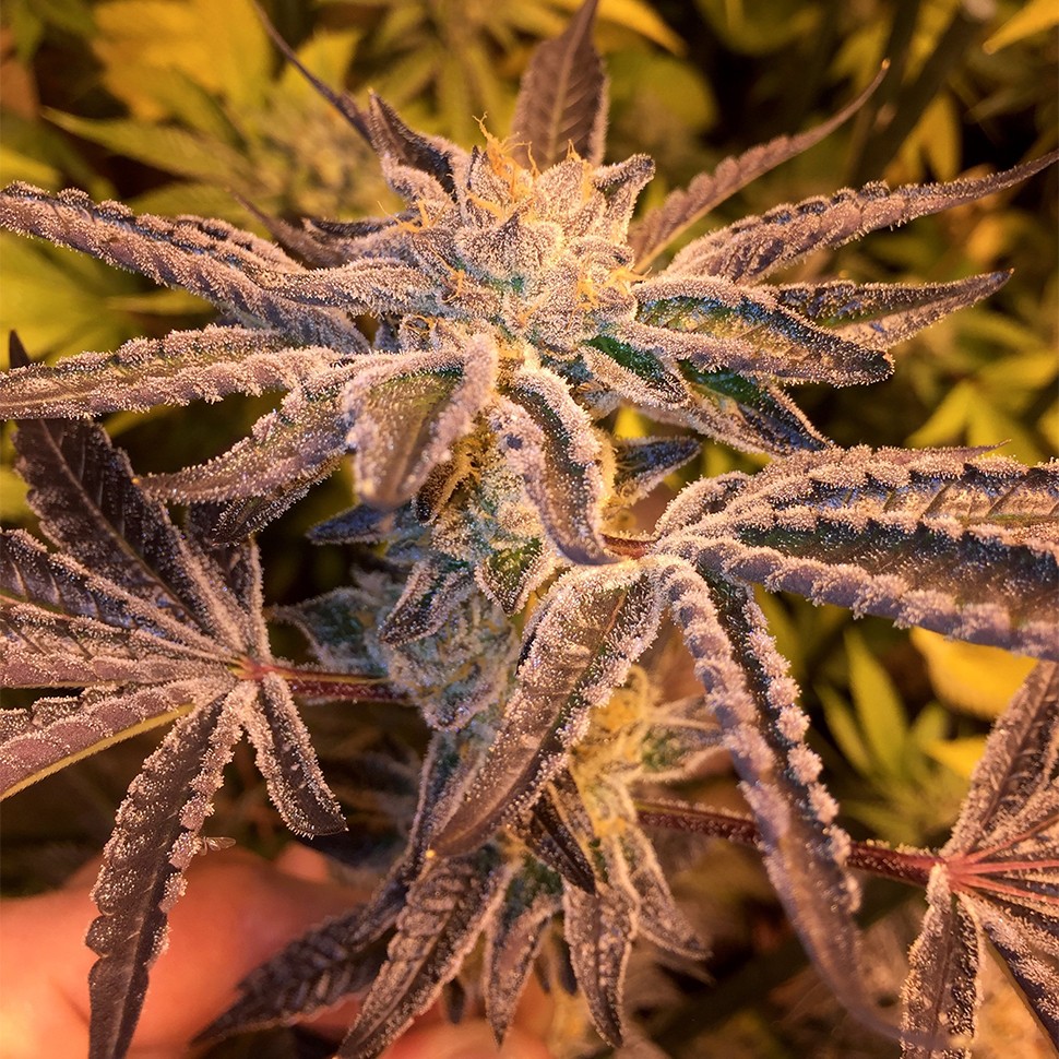 Семена каннабиса  Girl Scout Cookies feminised Ganja Seeds