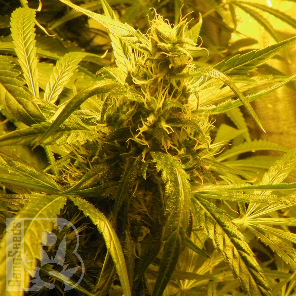 Семена конопли  Amazon Brazil feminised Ganja Seeds