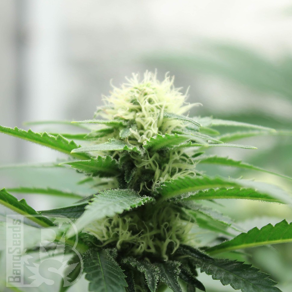 Семена конопли Amazon Brazil feminised Ganja Seeds