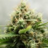 Amazon Brazil feminised Ganja Seeds купить