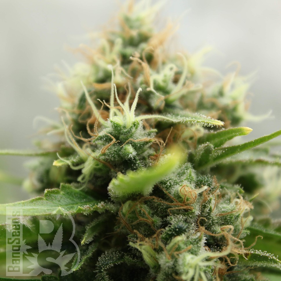 Amazon Brazil feminised Ganja Seeds купить