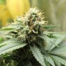 Amazon Brazil feminised Ganja Seeds качественные семена