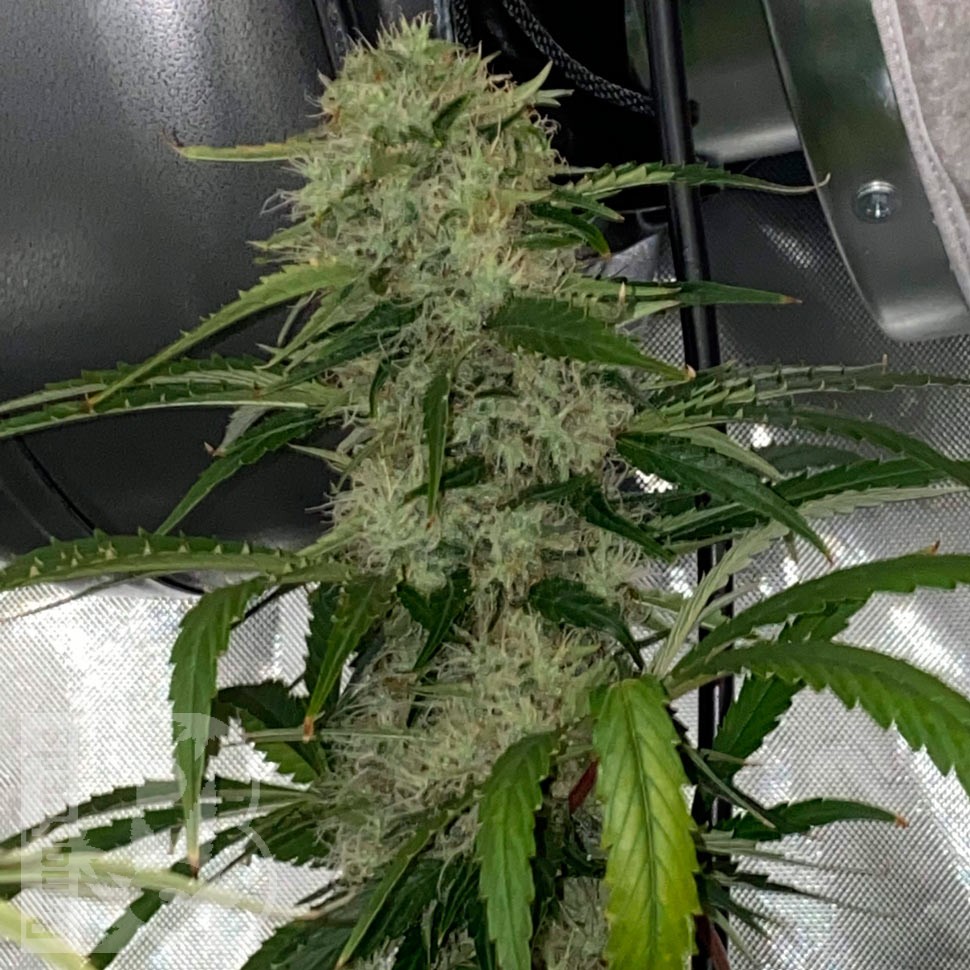 Семена ганжа  Auto Dos-Si-Dos feminised Ganja Seeds