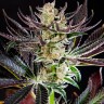 Семена ганжа  Auto Dos-Si-Dos feminised Ganja Seeds