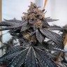 Семена ганжа  Auto Dos-Si-Dos feminised Ganja Seeds