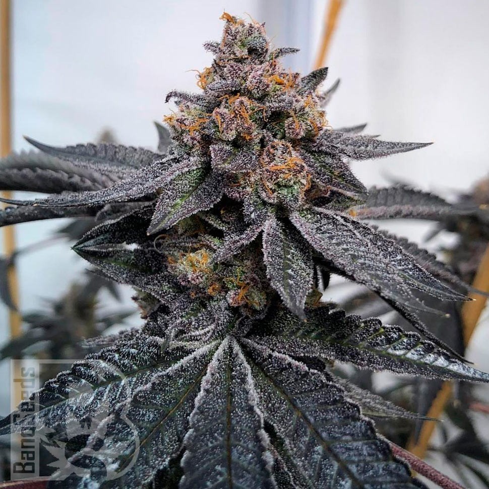 Семена ганжа  Auto Dos-Si-Dos feminised Ganja Seeds