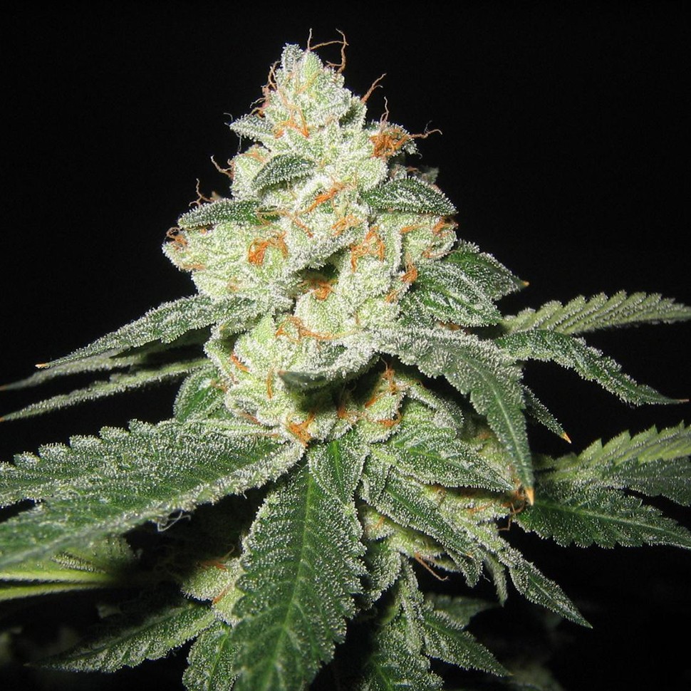 Семена марихуаны  Auto Great White Shark feminised Ganja Seeds