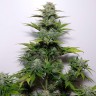 купить семена конопли G-13 regular Ganja Seeds