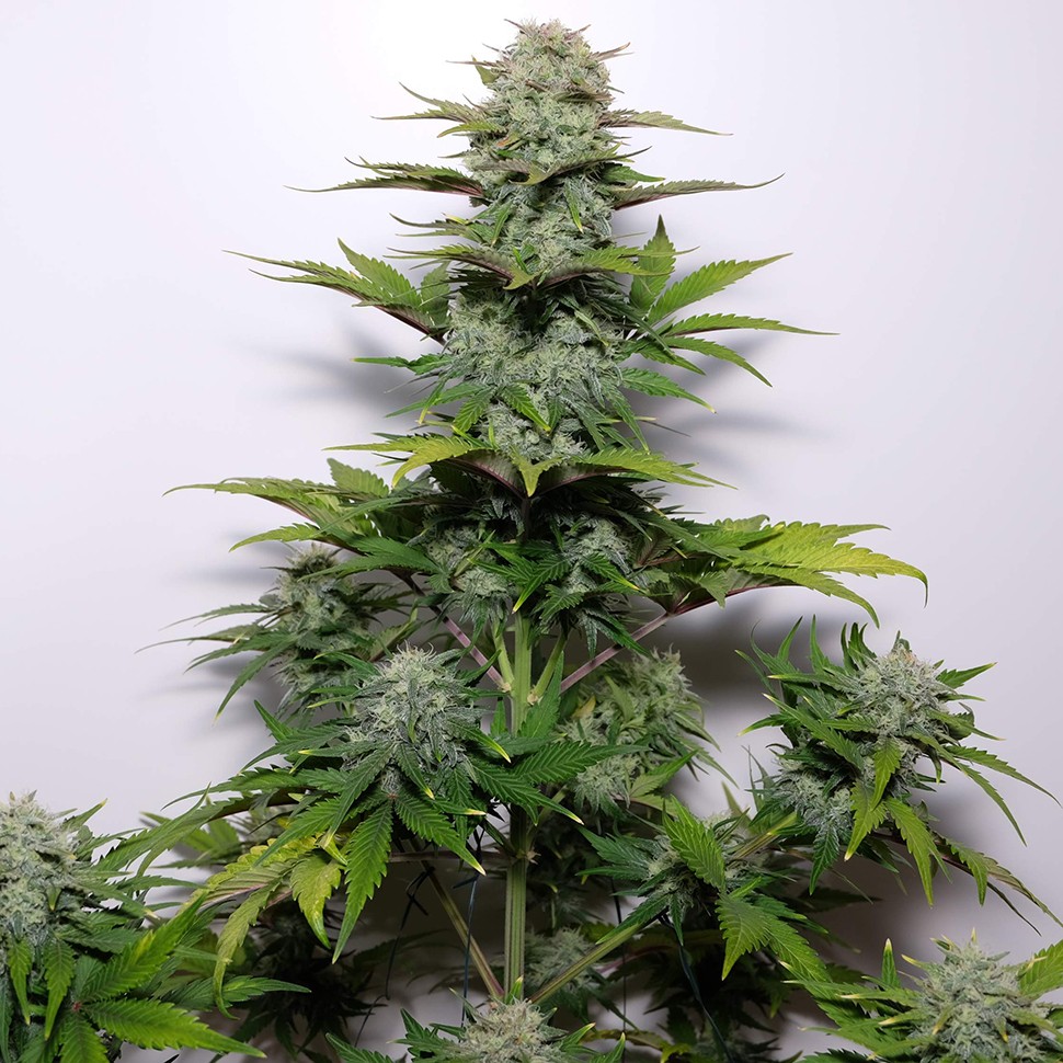 Семена конопли  G-13 regular Ganja Seeds