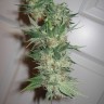 семена конопли G-13 regular Ganja Seeds