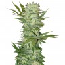 заказ семян конопли G-13 regular Ganja Seeds