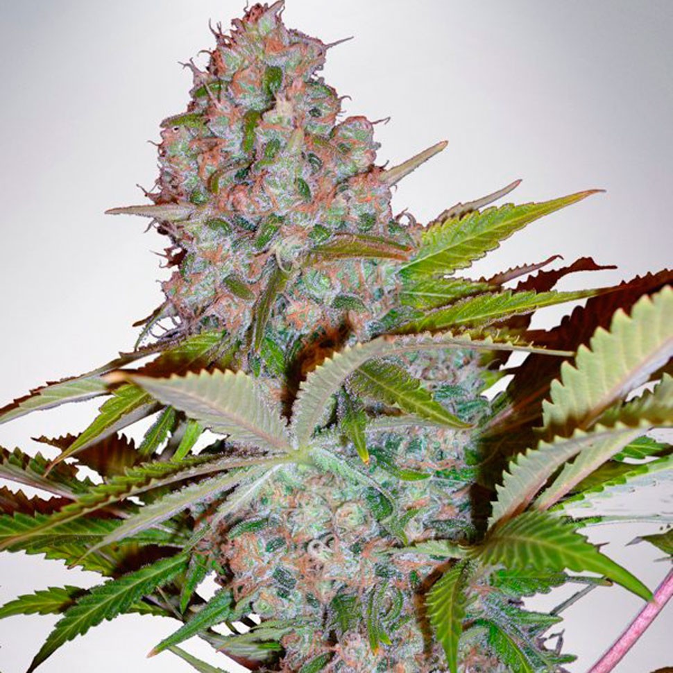 Семена  Hyperion feminised GanjaVIP Seeds