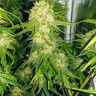 семена конопли Haze feminised Ganja Seeds