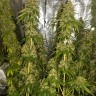 качественные семена конопли Haze feminised Ganja Seeds