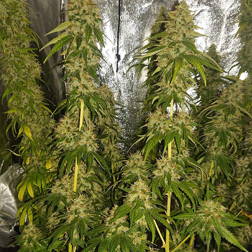 качественные семена конопли Haze feminised Ganja Seeds