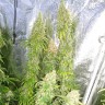 Семена марихуаны  Haze feminised Ganja Seeds