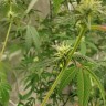 семена конопли автоцвет Auto Critical Orange Punch feminised Ganja Seeds