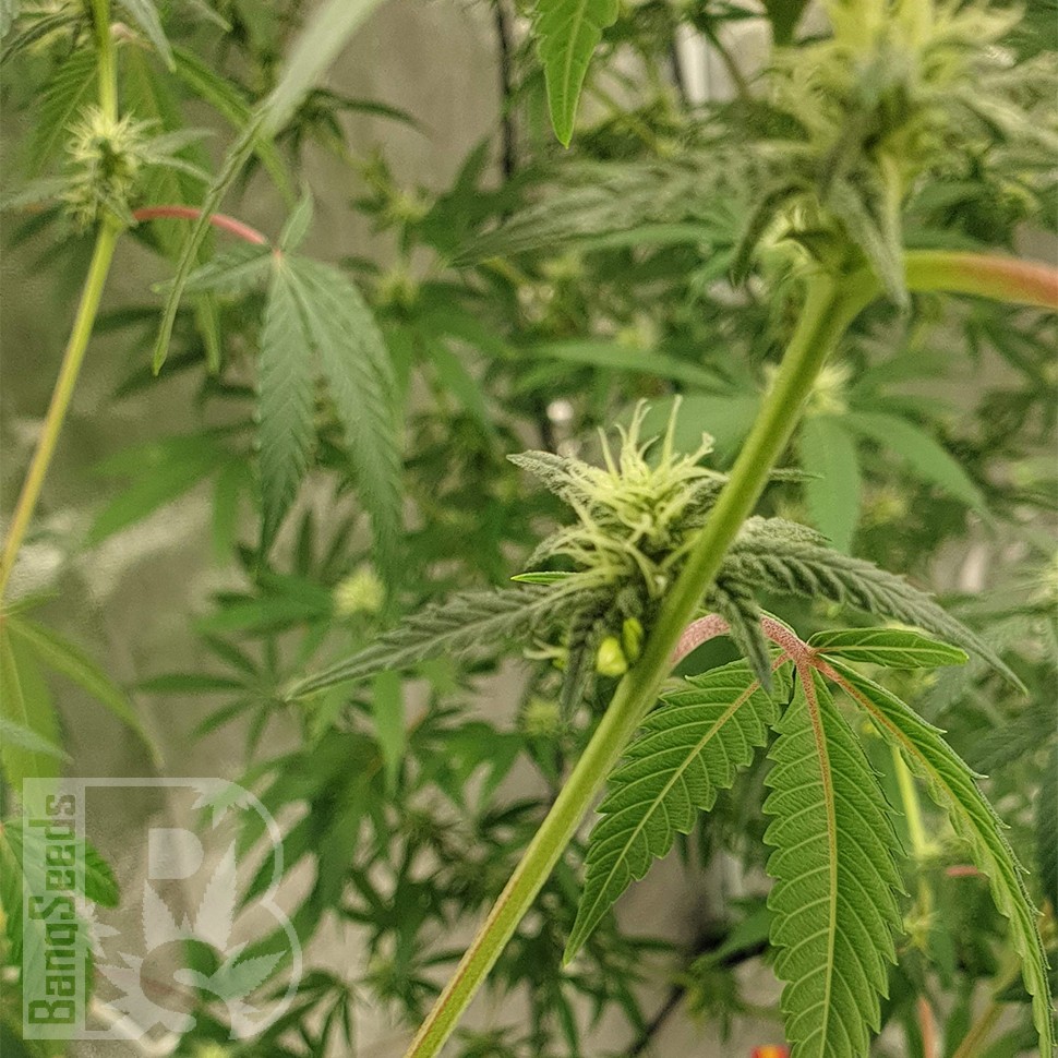 семена конопли автоцвет Auto Critical Orange Punch feminised Ganja Seeds