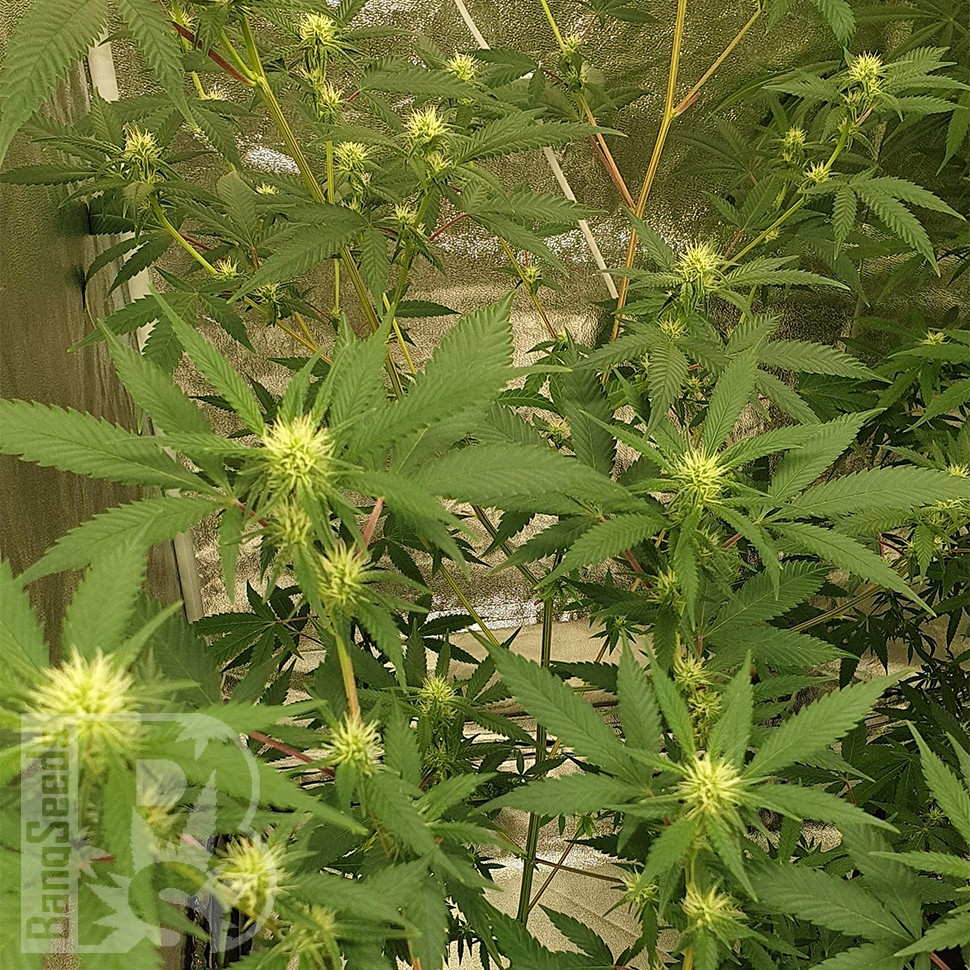 мощные семена конопли Auto Critical Orange Punch feminised Ganja Seeds