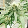 автоцветущие семена конопли Auto Critical Orange Punch feminised Ganja Seeds