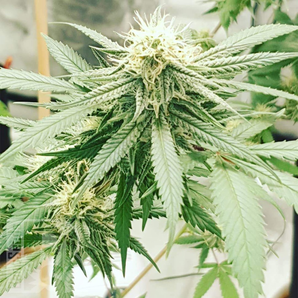 автоцветущие семена конопли Auto Critical Orange Punch feminised Ganja Seeds