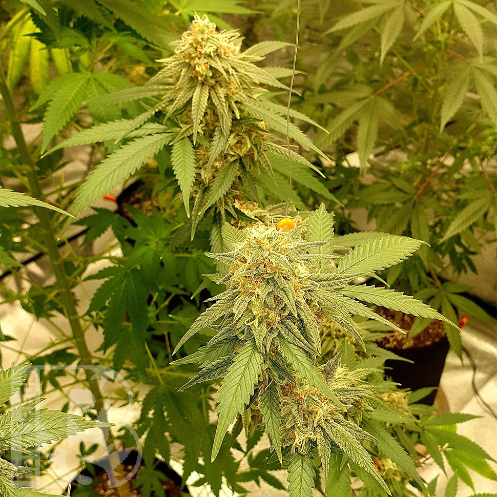 семена конопли в фирменной упаковке Auto Critical Orange Punch feminised Ganja Seeds