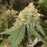 семена конопли интернет магазин Auto Critical Orange Punch feminised Ganja Seeds