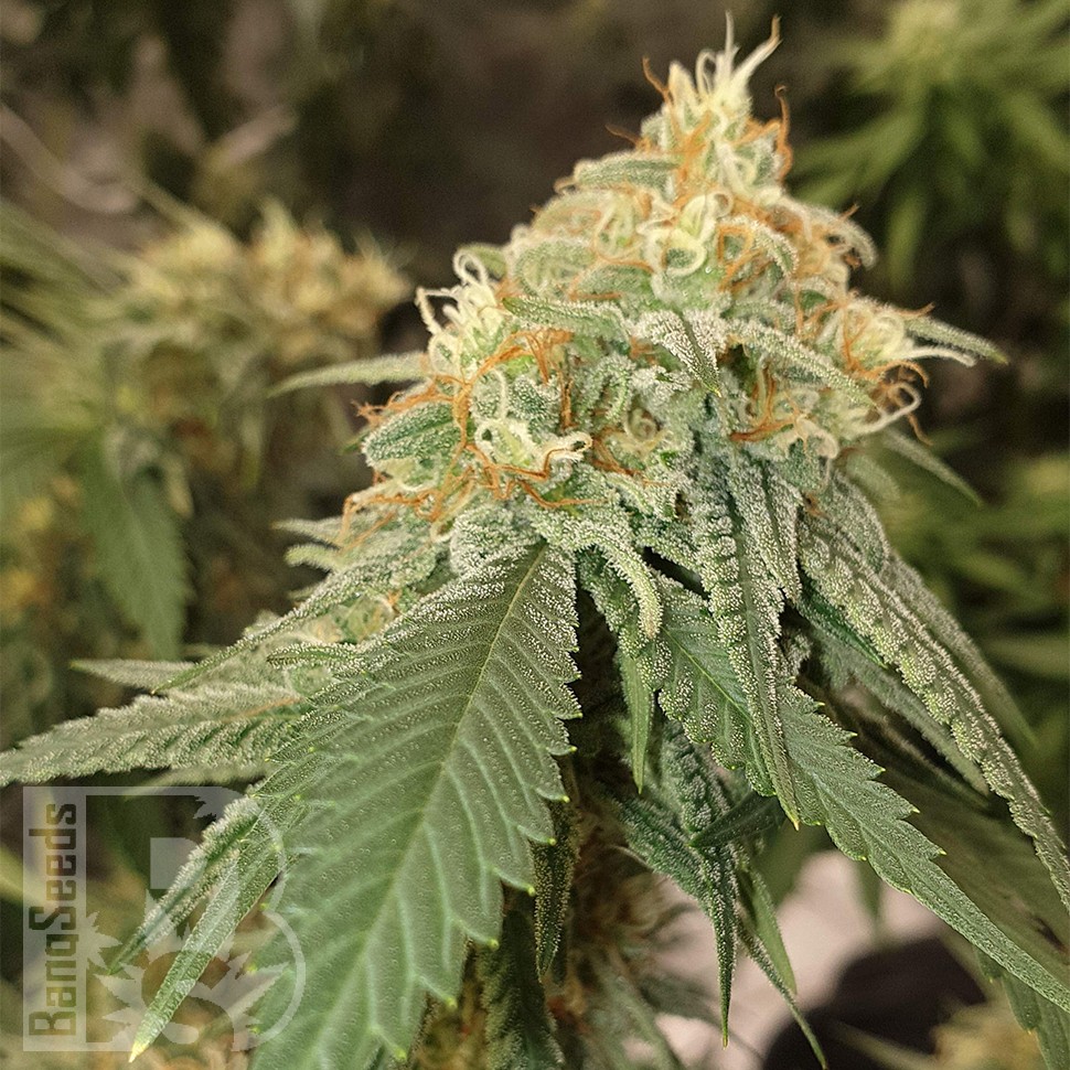 Семена каннабиса  Auto Critical Orange Punch feminised Ganja Seeds