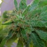 Critical Plus feminised Ganja Seeds