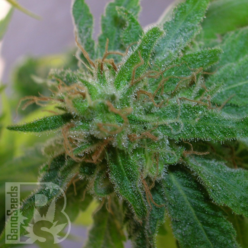 Critical Plus feminised Ganja Seeds