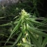 Critical Plus feminised Ganja Seeds