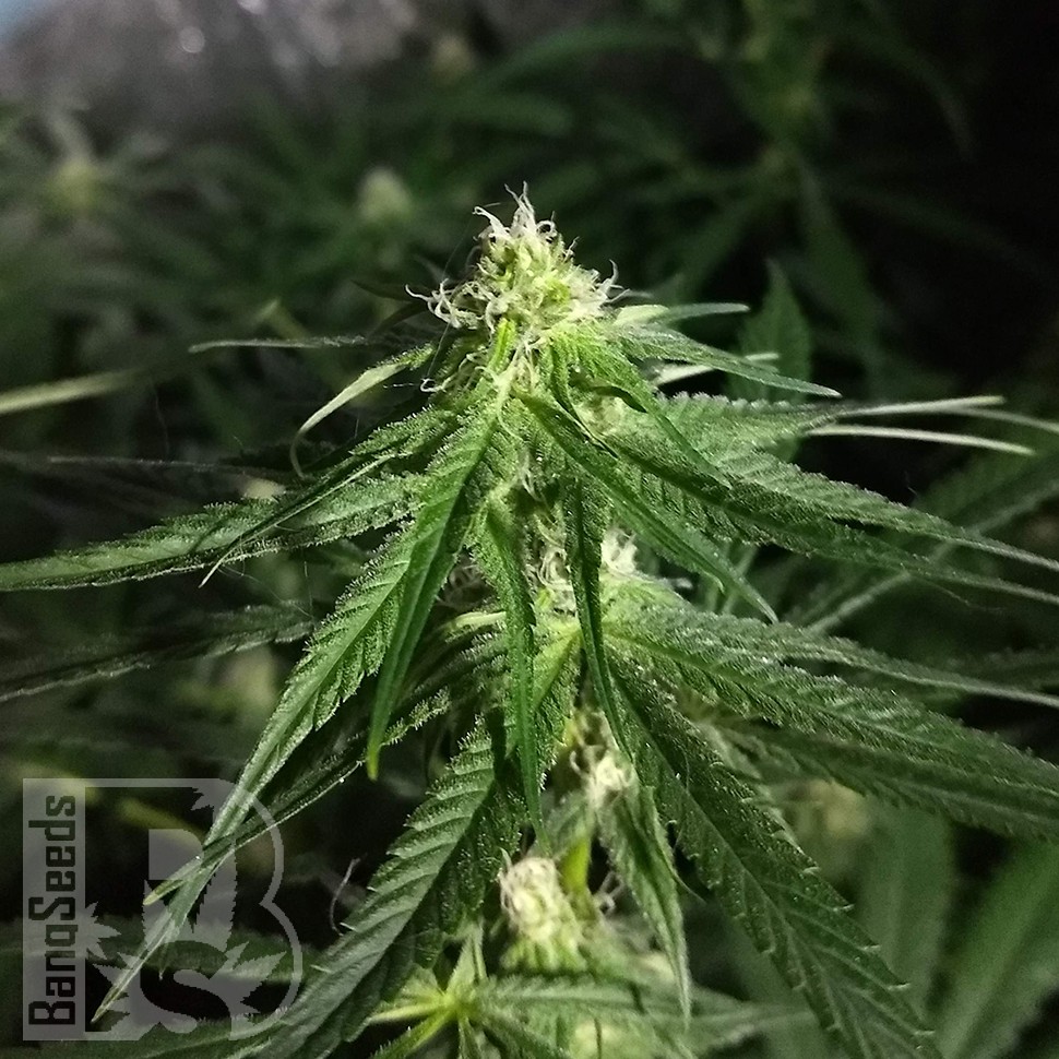 Critical Plus feminised Ganja Seeds