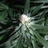 Critical Plus feminised Ganja Seeds