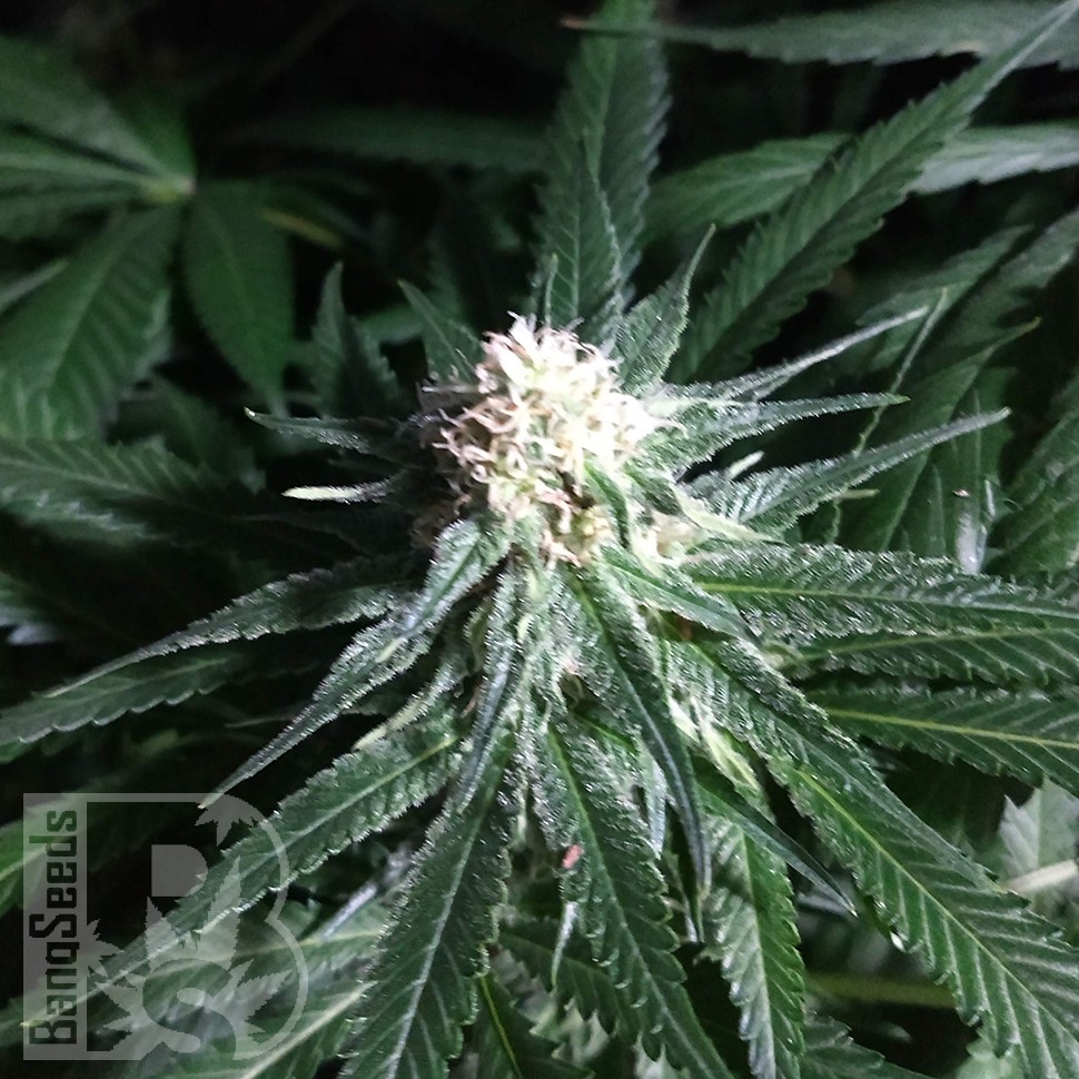 Critical Plus feminised Ganja Seeds