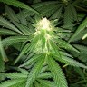 Critical Plus feminised Ganja Seeds