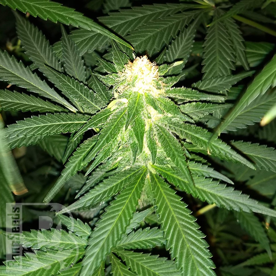 Critical Plus feminised Ganja Seeds