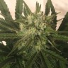 Critical Plus feminised Ganja Seeds