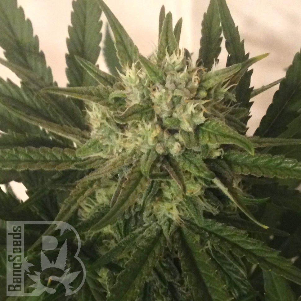 Critical Plus feminised Ganja Seeds