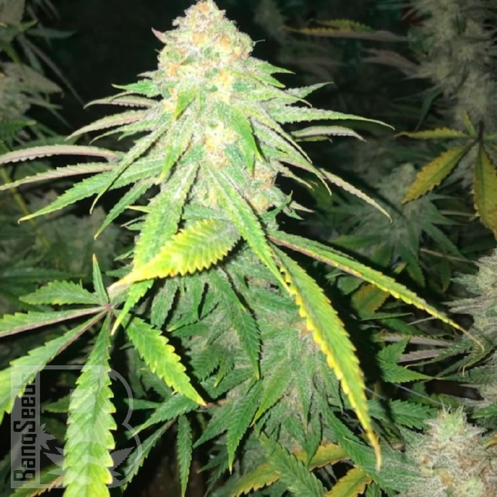 Critical Plus feminised Ganja Seeds