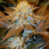 Critical Plus feminised Ganja Seeds