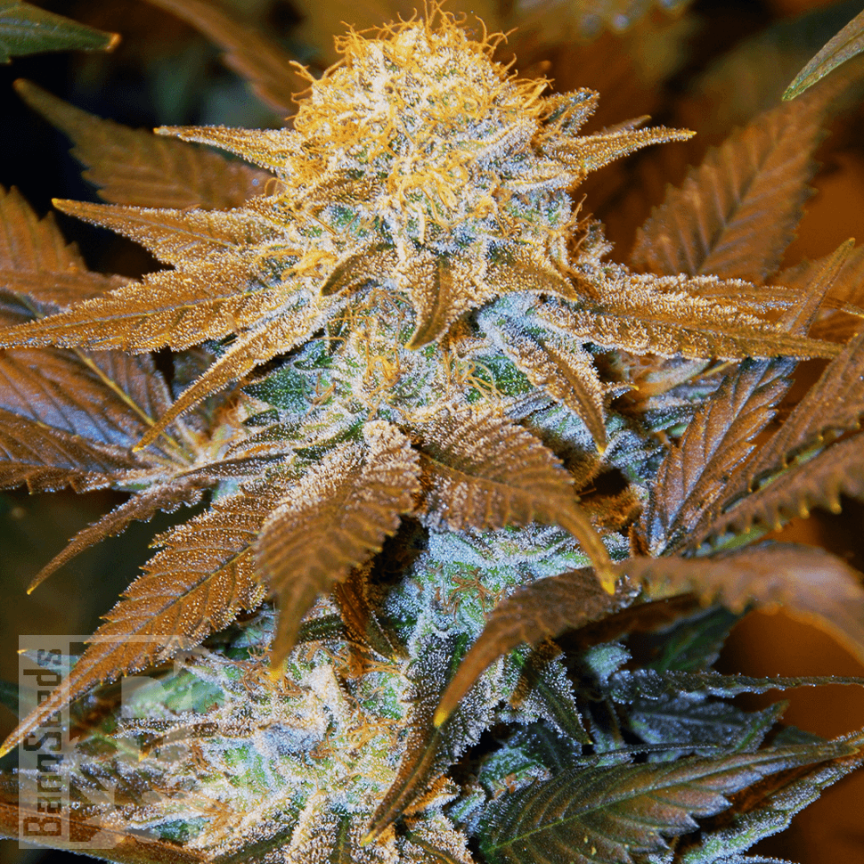 Critical Plus feminised Ganja Seeds