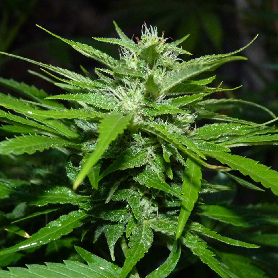 Семена  Auto Sour Diesel feminised Ganja Seeds