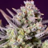 Семена  Auto Sour Diesel feminised Ganja Seeds