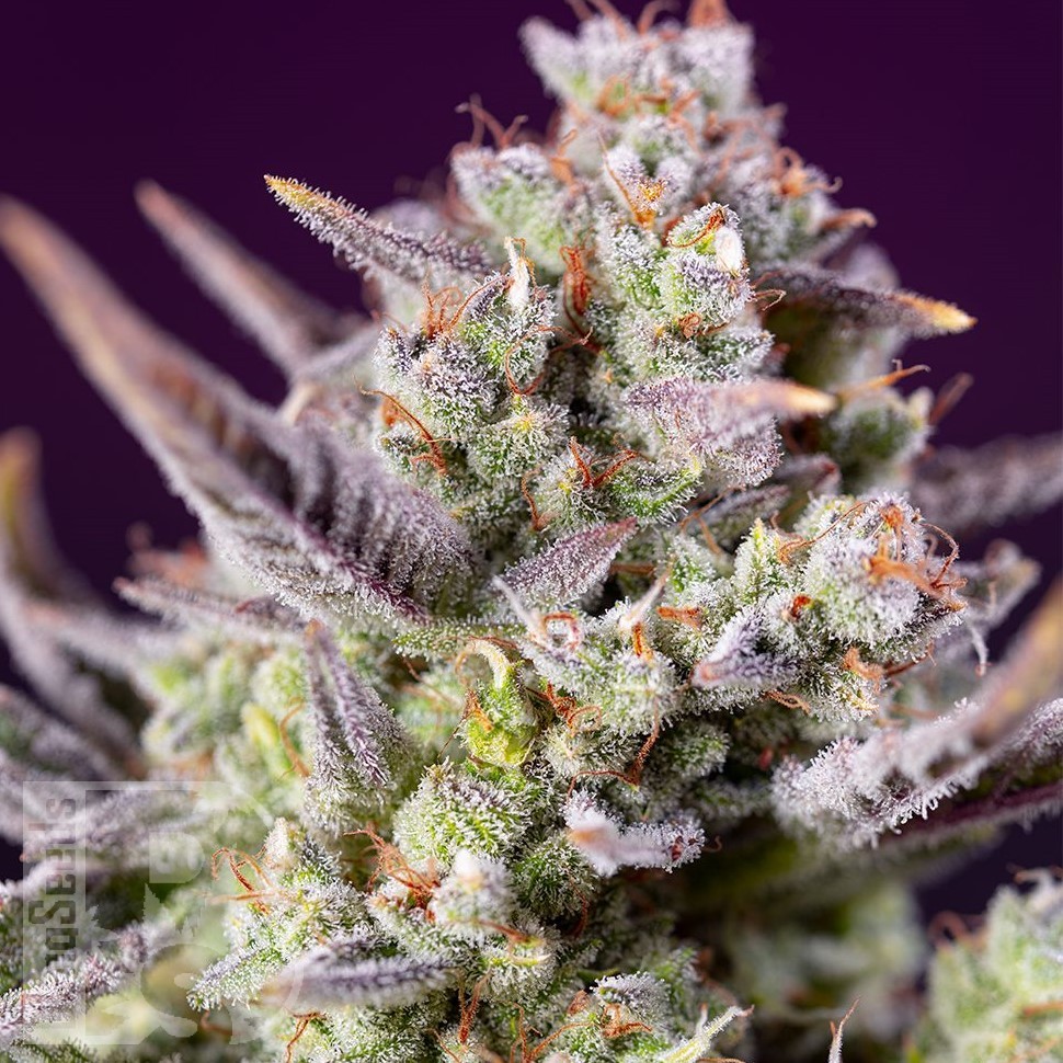 Семена  Auto Sour Diesel feminised Ganja Seeds