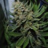 Семена  Auto Sour Diesel feminised Ganja Seeds