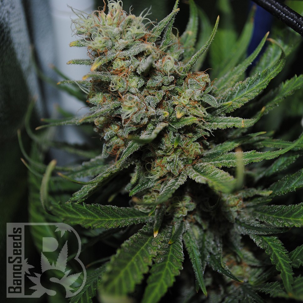 Семена  Auto Sour Diesel feminised Ganja Seeds