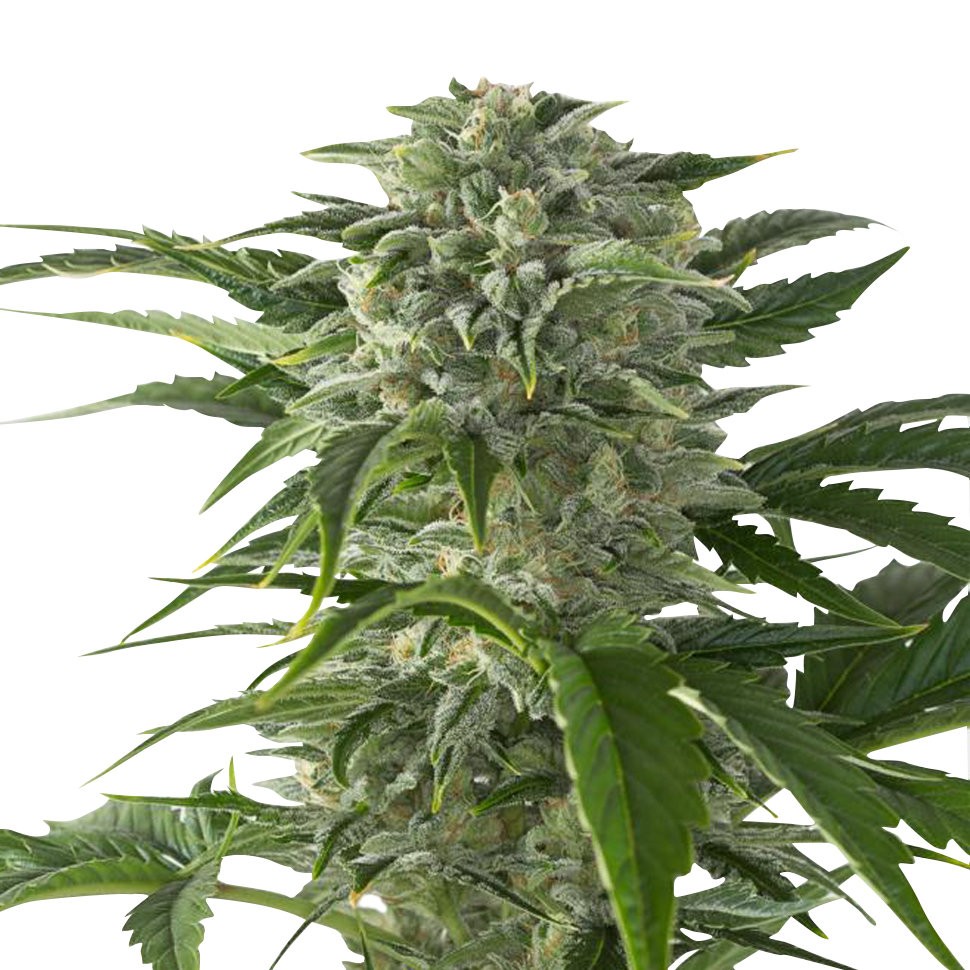 Семена каннабиса  Juggernaut feminised GanjaVIP Seeds