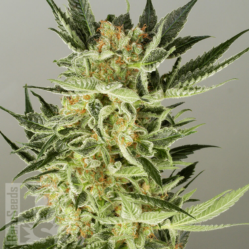 Семена конопли  Balkhash feminised Bang Seeds