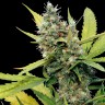 семена конопли Honey B feminised Ganja Seeds